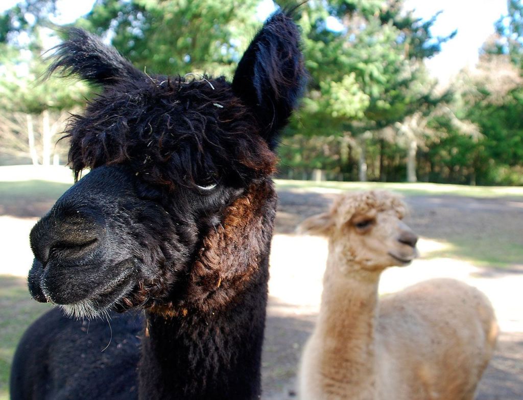 Life for alpacas gets &ldquo;curiouser and curiouser&rdquo; for Apollo (above left) and Outlaw when a visitor shows up. Photo credit: Bob Smith | Kitsap Daily News
