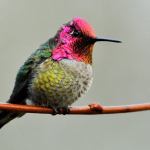 Bird-watching’s timeless appeal | Kitsap Birding