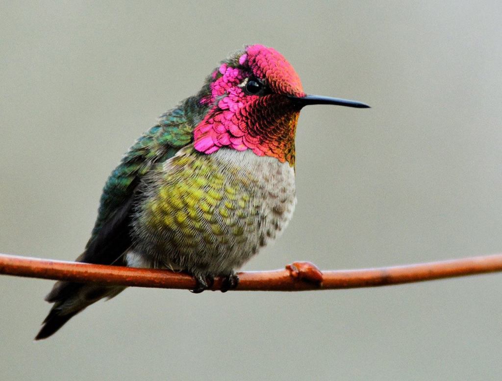 Bird-watching’s timeless appeal | Kitsap Birding