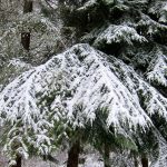 Snow on fir, by Judith Ryan of Kingston