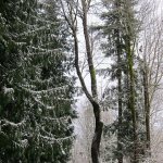 Snow on trees, by Judith Ryan of Kingston