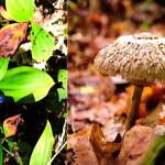 Explore various natural sites in North Kitsap through the Wild Society&rsquo;s Spring open nature walks. (Wild Society / contributed)