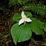 (Art Ellison / Contributed)