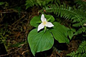 (Art Ellison / Contributed)