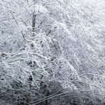 Snow-covered trees in Poulsbo Feb. 6. (Sophie Bonomi / Kitsap Daily News)