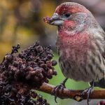 Bird-watching’s timeless appeal | Kitsap Birding