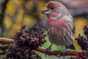 Bird-watching’s timeless appeal | Kitsap Birding