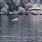 A seagull flies over a chilly Liberty Bay in Keyport Feb. 6. (Sophie Bonomi / Kitsap Daily News)