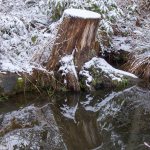 A snow-covered tree stump is reflected in the water at Fish Park Feb. 6. (Sophie Bonomi / Kitsap Daily News)