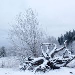 Branches are covered with snow at Fish Park Feb. 6. (Sophie Bonomi / Kitsap Daily News)