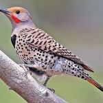 Northern Flicker (Male), Cabin Lake Viewing Blinds, Deschutes National Forest, Near Fort Rock, Oregon.                                (Elaine R. Wilson / Contributed)
