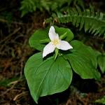 (Art Ellison / Contributed)