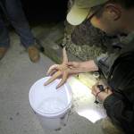A beach naturalist carefully removes a Sea Star from one of the dock pilings so it can be displayed in the fish tank. The Sea Star and other living things in the tank were carefully returned to the water at the conclusion of the Pier Peer.                                Terryl Asla/Kitsap News Group