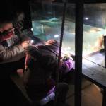 Inquisitive children peer into the fish tank with their flashlights while a beach naturalist explains what they are seeing.                                Terryl Asla/Kitsap News Group