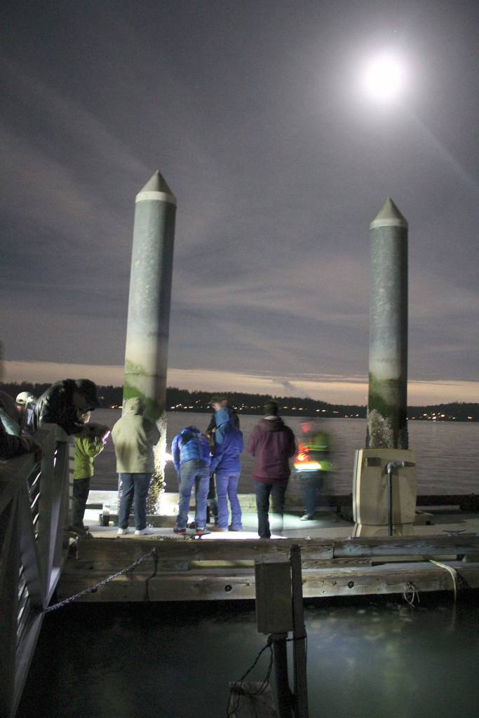Adults examine the sea life on pier pilings while flashlights illuminate the underwater sides of the floating of the floating concrete docks.                                TerrylAsla/Kitsap News Group