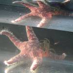 The Sea Star in the viewing tank was a encouraging sight. According to beach naturalists, the Sea Star population on the West Coast was decimated by a wasting disease for several years running.                                Terryl Asla/Kitsap News Group