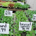 South Kitsap Helpline accepting preorders for Mother’s Day hanging baskets