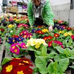 Elisha Lewis, South Kitsap Helpline operations assistant, helps tend to plant starts inside the organization&rsquo;s greenhouse. Helpline&rsquo;s plant nursery is preparing its starts for a spring garden sale aimed at the Mother&rsquo;s Day crowd. Photo credit: Bob Smith | Kitsap Daily News