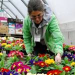 South Kitsap Helpline accepting preorders for Mother’s Day hanging baskets