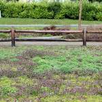 There are 68 plots rented out to the community in the Blueberry Park P-Patch community garden in Bremerton.                                Michelle Beahm / Kitsap News Group