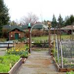 There are 68 plots rented out to the community in the Blueberry Park P-Patch community garden in Bremerton.                                Michelle Beahm / Kitsap News Group