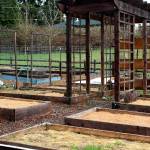 There are 68 plots rented out to the community in the Blueberry Park P-Patch community garden in Bremerton.                                Michelle Beahm / Kitsap News Group