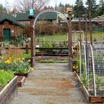 There are 68 plots rented out to the community in the Blueberry Park P-Patch community garden in Bremerton.                                Michelle Beahm / Kitsap News Group