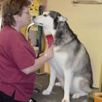 ‘Dogs love you no matter what’