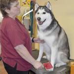 ‘Dogs love you no matter what’