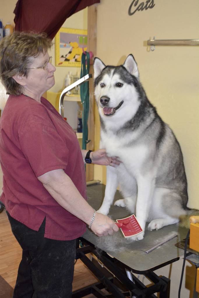 ‘Dogs love you no matter what’