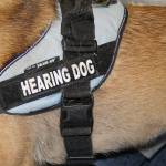 ‘She’s my ears’: The special bond between hearing dogs and their human partners