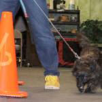 ‘She’s my ears’: The special bond between hearing dogs and their human partners