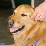 ‘She’s my ears’: The special bond between hearing dogs and their human partners