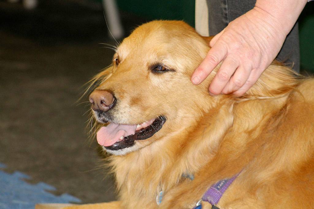 ‘She’s my ears’: The special bond between hearing dogs and their human partners