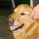 ‘She’s my ears’: The special bond between hearing dogs and their human partners