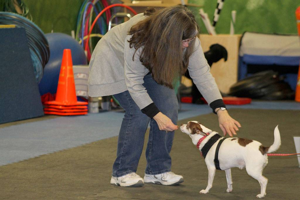 ‘She’s my ears’: The special bond between hearing dogs and their human partners