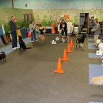 ‘She’s my ears’: The special bond between hearing dogs and their human partners