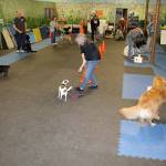 ‘She’s my ears’: The special bond between hearing dogs and their human partners