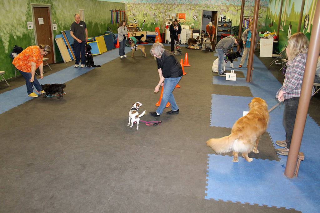 ‘She’s my ears’: The special bond between hearing dogs and their human partners