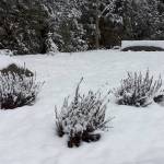 It is winter, which means the Norwegian garden at the Poulsbo Library is not at its showy best, but you can still see the difference that a few dedicated volunteers can make in our world. Sharon S. Lee/Poulsbo Library