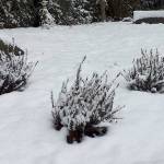 It is winter, which means the Norwegian garden at the Poulsbo Library is not at its showy best, but you can still see the difference that a few dedicated volunteers can make in our world. Sharon S. Lee/Poulsbo Library