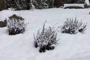 It is winter, which means the Norwegian garden at the Poulsbo Library is not at its showy best, but you can still see the difference that a few dedicated volunteers can make in our world. Sharon S. Lee/Poulsbo Library