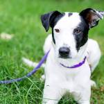 Before you interact with a dog you don&rsquo;t know, it&rsquo;s important to ask the owner&rsquo;s permission. (DarrylAnn Girardin / Contributed)