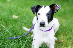 Before you interact with a dog you don&rsquo;t know, it&rsquo;s important to ask the owner&rsquo;s permission. (DarrylAnn Girardin / Contributed)