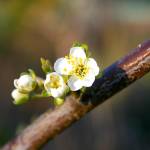 Spring has sprung; do you have a plan? | Garden Life