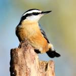 Red-breasted Nuthatches often hang upside down on suet feeders. Their song has been compared to the sound of a tiny tin bugle. (Carrie Griffis / Contributed)