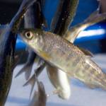 Despite efforts to restore habitat and clean our waters, wild salmon runs are still struggling and hatchery fish comprise 90 percent of fish caught. (Northwest Indian Fisheries Commission)