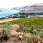 Syrah is playing a key role in Northwest red blends | Northwest Wines