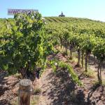 Red Willow Vineyard in the western end of the Yakima Valley is topped by the iconic chapel that stands as a tribute to the late Monsignor Mulcahy, a cherished friend of vineyard owner Mike Sauer. (Eric Degerman/Great Northwest Wine)