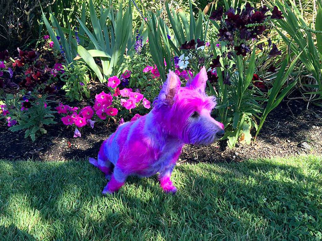 ‘Dogs love you no matter what’